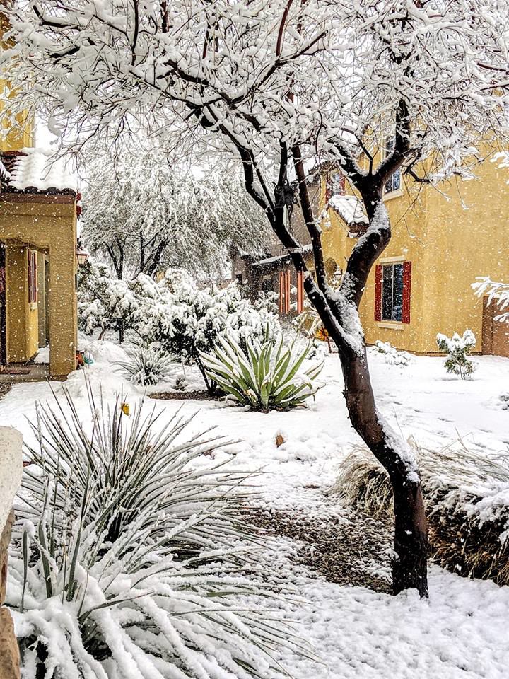 Snow in Tucson